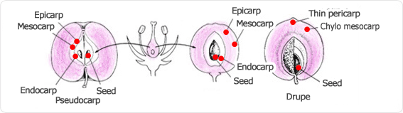 epicarp, mesocarp, endocarp, pseudocarp, seed, epicarp, mesocarp, endocarp, pseudocarp, seed, thin pericarp, chylo mesocarp, seed, drupe