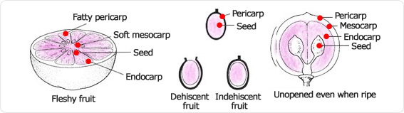 fatty pericarp, soft mesocarp, seed, endocarp, fleshy fruit, pericarp, seed, dehiscent fruit, indehiscent fruit, pericarp, mesocarp, endocarp, seed, not openunopened even when ripe