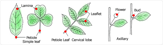 Lamina, petiole, simple leaf, petiole, cervical lobe, leaflet, flower, axillary, bud