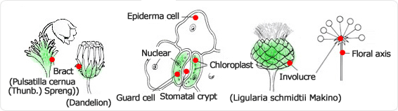 bract, (Pulsatilla cernua (Thunb.) Spreng), (Dandelion), epidermal cell, guard cell, stomatal crypt, chloroplast, (Ligularia schmidtii Makino), involucre, floral axis