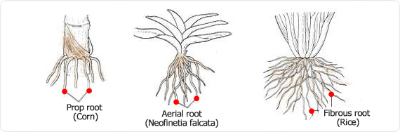 Prop aerial root (corn), aerial root (aerides) fibrous root (rice)