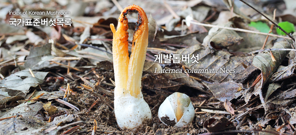 게발톱버섯 Linderia bicolumnata (Lloyd) G.Cunn.