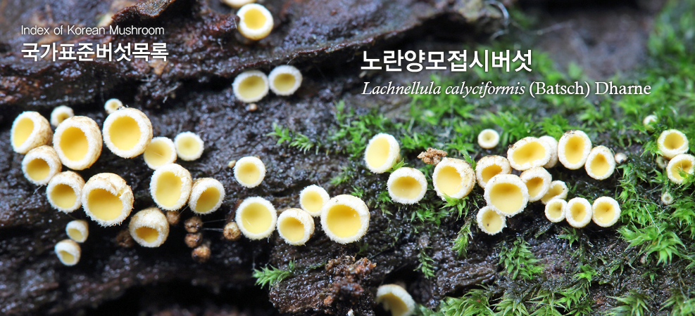 노란양모접시버섯 Lachnellula calyciformis (Fr.) Dharne