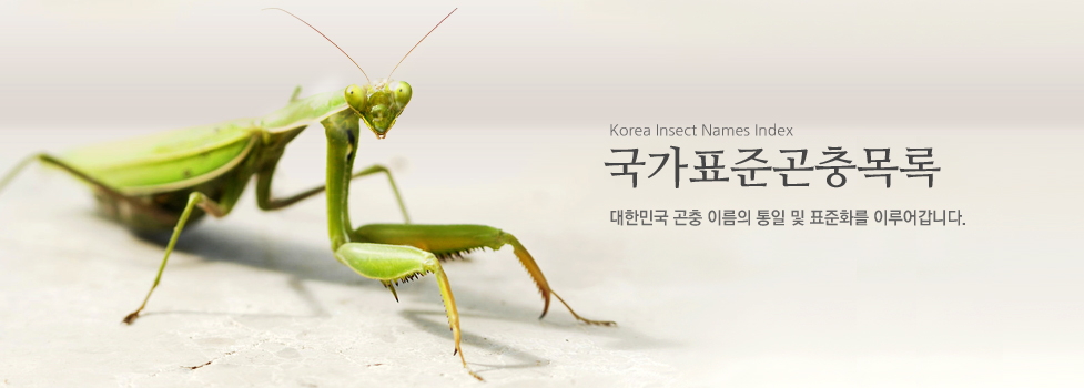 공간감 있는 흰 배경에 사마귀 한마리가 정면을 바라보는 사진 - Korea Insect Names Index Committee, 국가표준곤충목록, 대한민국 곤충 이름의 통일 및 표준화를 이루어갑니다.