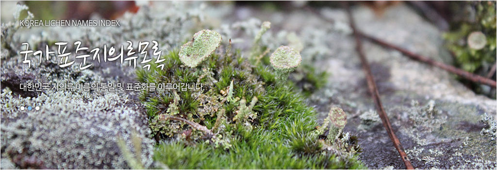 지의류이미지-KOREA LICHEN NAMES INDEX 국가표준지의류목록 대한민국 지의류 이름의 통일 및 표준화를 이루어 갑니다.