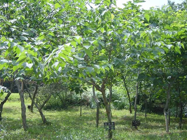 Paper mulberry